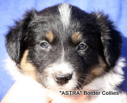 Tricolour Female, medium to rough coat, border collie puppy